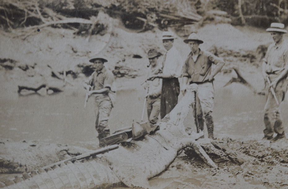 Large Crocodile, Panama, early 1900's